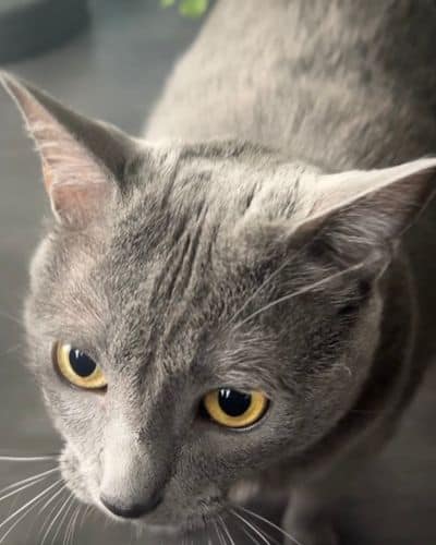 Contact Us Our Dallas Area Dog Walking and Pet Sitting Service Area