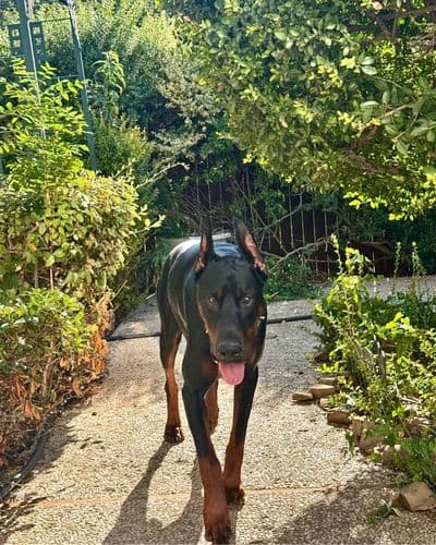 Our Dallas Area Dog Walking and Pet Sitting Service Area