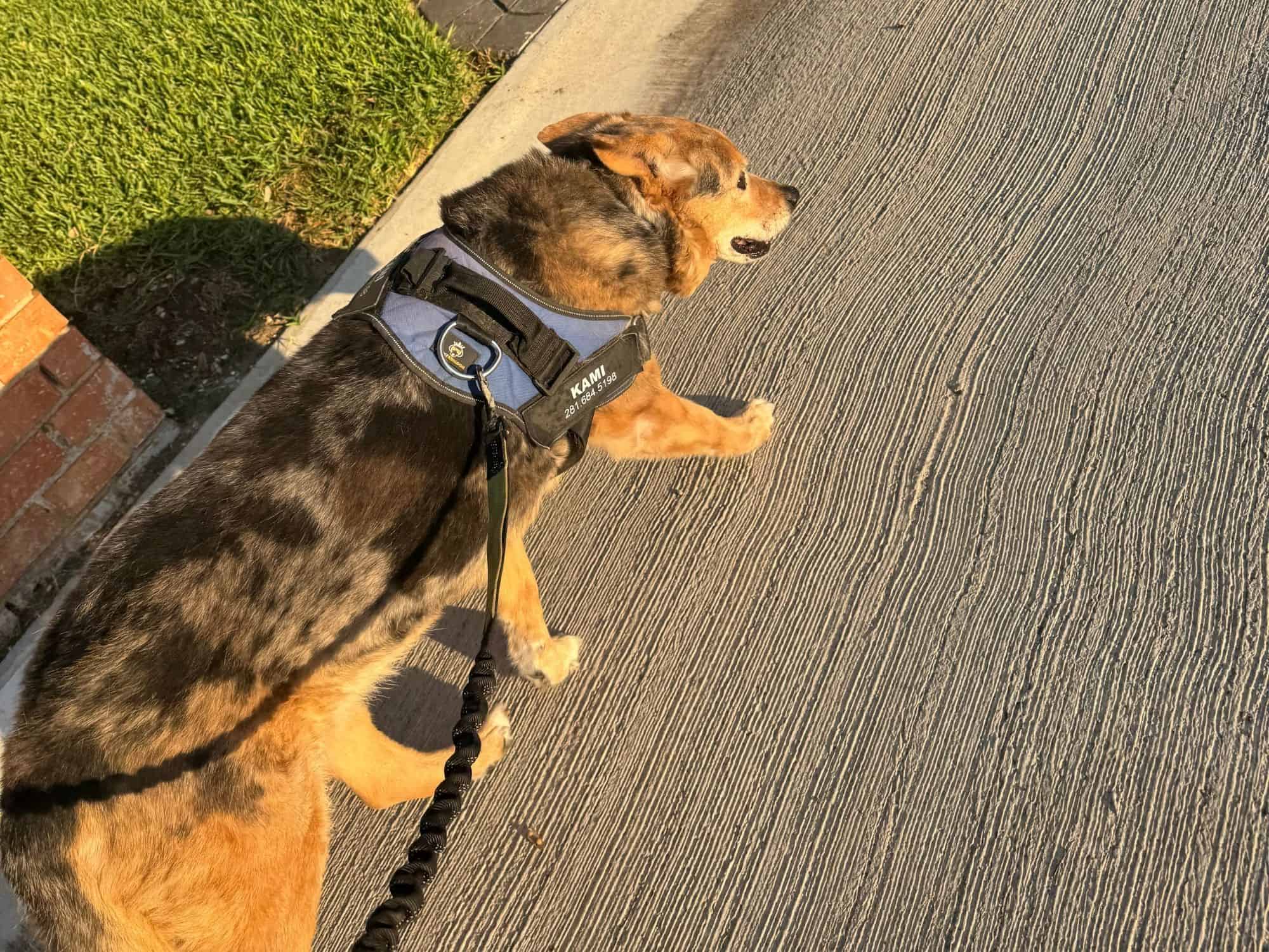 Peace and Purpose Dog Walking Dallas