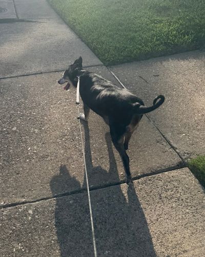 Peace and Purpose Dog Walking Dallas