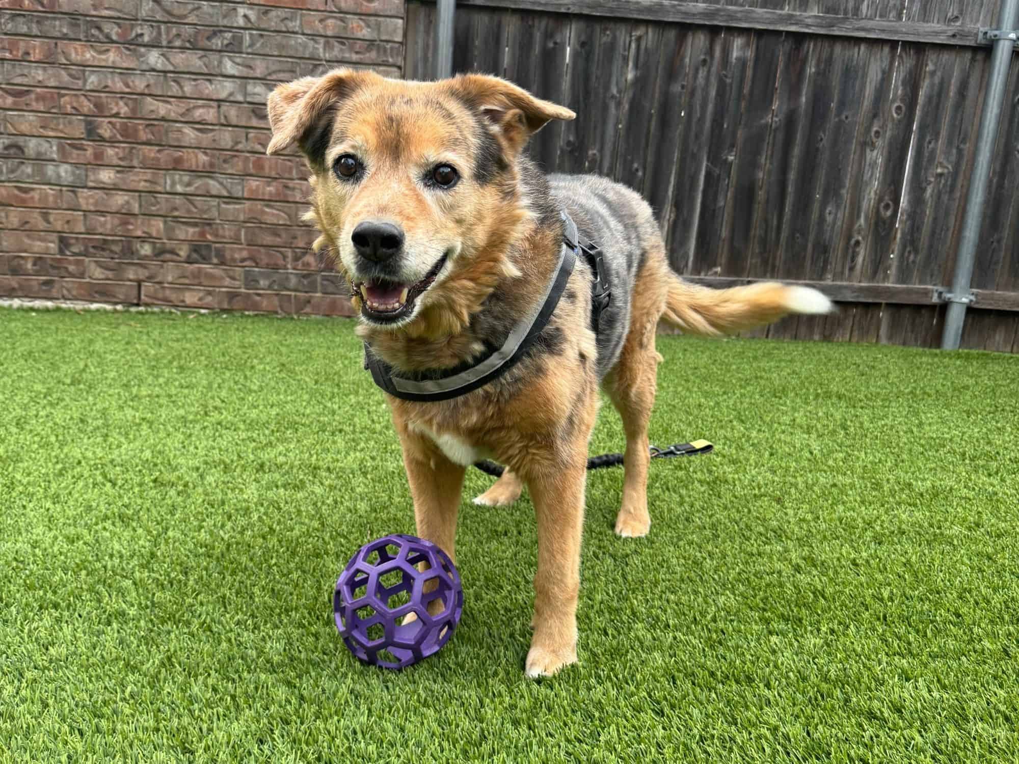 Peace and Purpose Overnight Pet Care Dallas