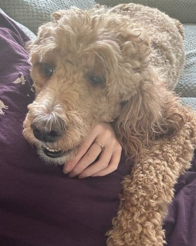 Peace and Purpose Overnight pet care dallas