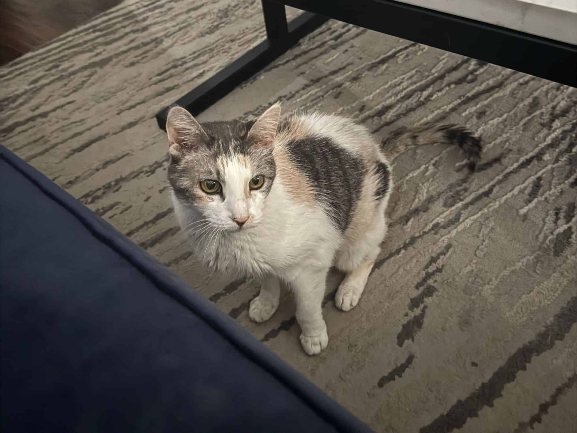 Peace and Purpose Pet Sitting Dallas