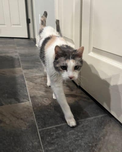 peace and purpose pet sitting cat sitting dallas