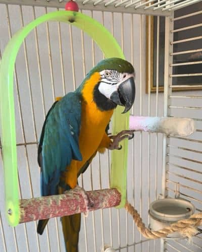 contact peace and purpose macaw