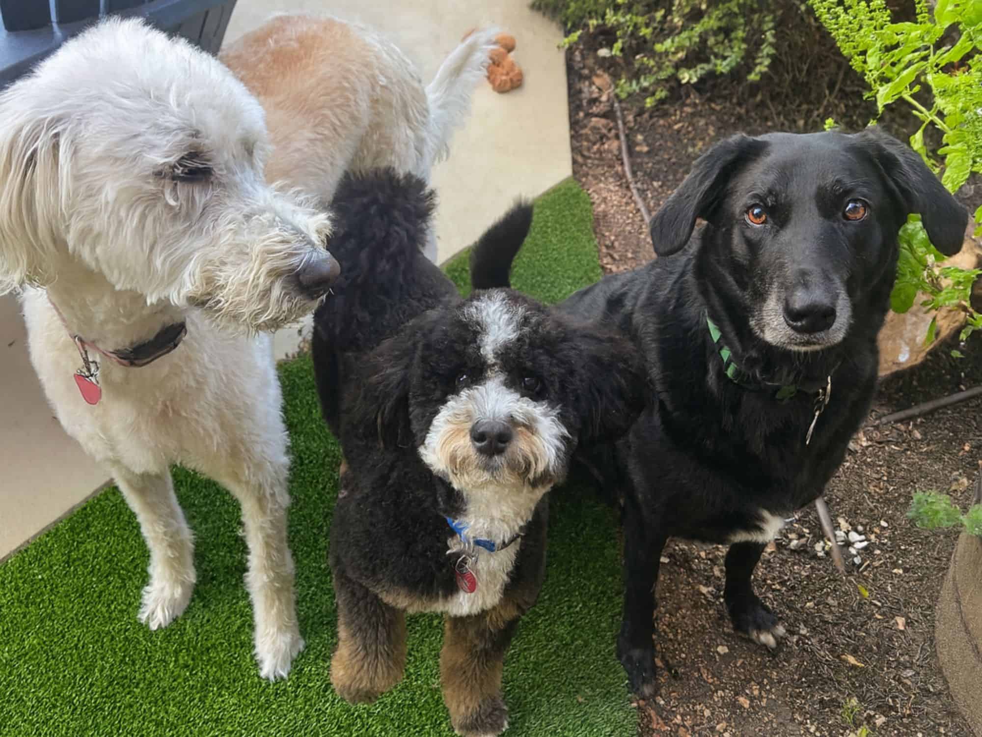 overnight boarding stay